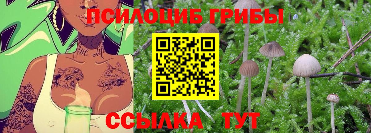 Истра  Псилоцибиновые грибы Psilocybe  Вход с VPN  Псилоцибиновые грибы Psilocybine cubensis 